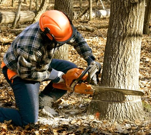 Tree Removal in Ascutney, VT